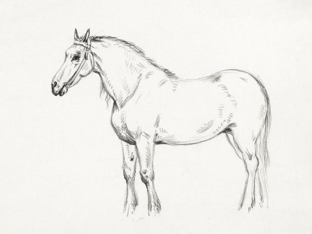 Álló ló (1818) alkotó: Jean Bernard