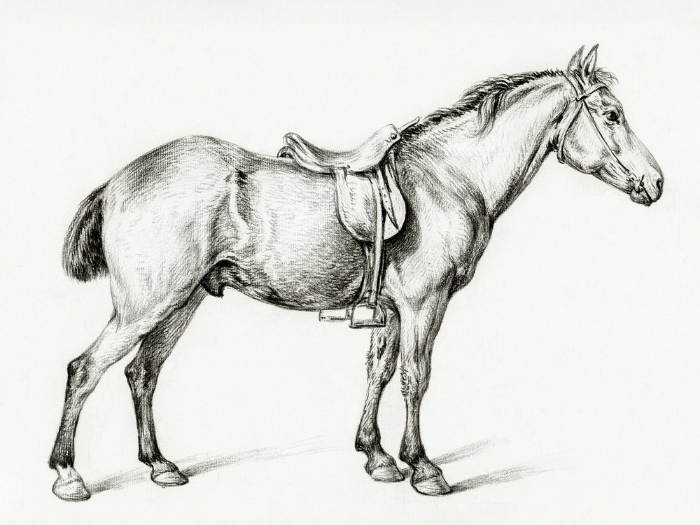 Álló ló, Jean Bernard (1775–1883) alkotása alkotó: Jean Bernard