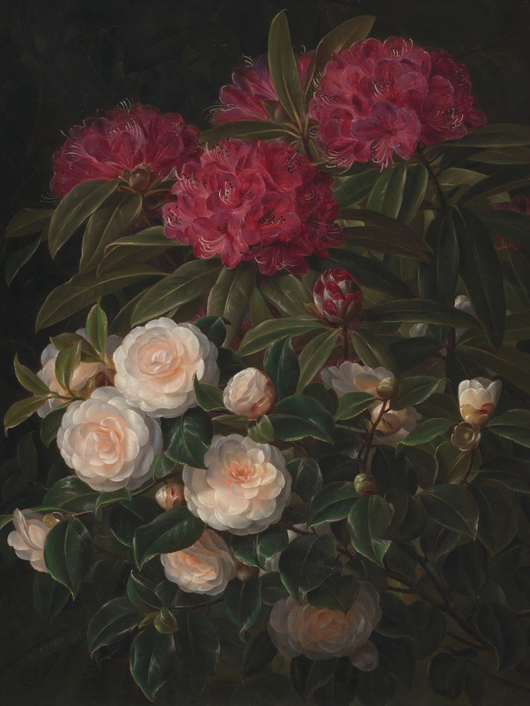 Kaméliák és rododendronok – Johan Laurentz Jensen alkotó: Johan Laurentz Jensen