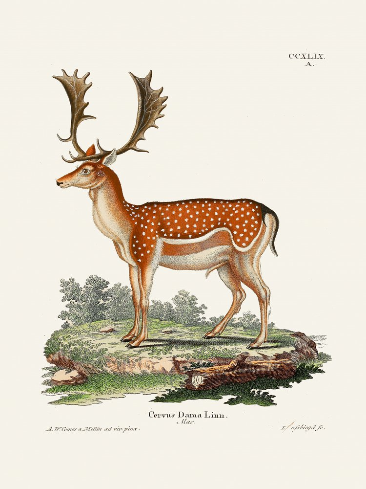 Európai dámszarvas  Johann Christian Daniel von Schreber műve. alkotó: Johann Christian Daniel Von Schreber