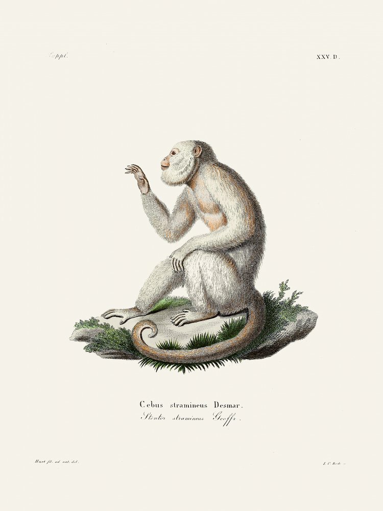 Karcsú kapucinusmajom, Johann Christian Daniel von Schreber alkotása. alkotó: Johann Christian Daniel Von Schreber