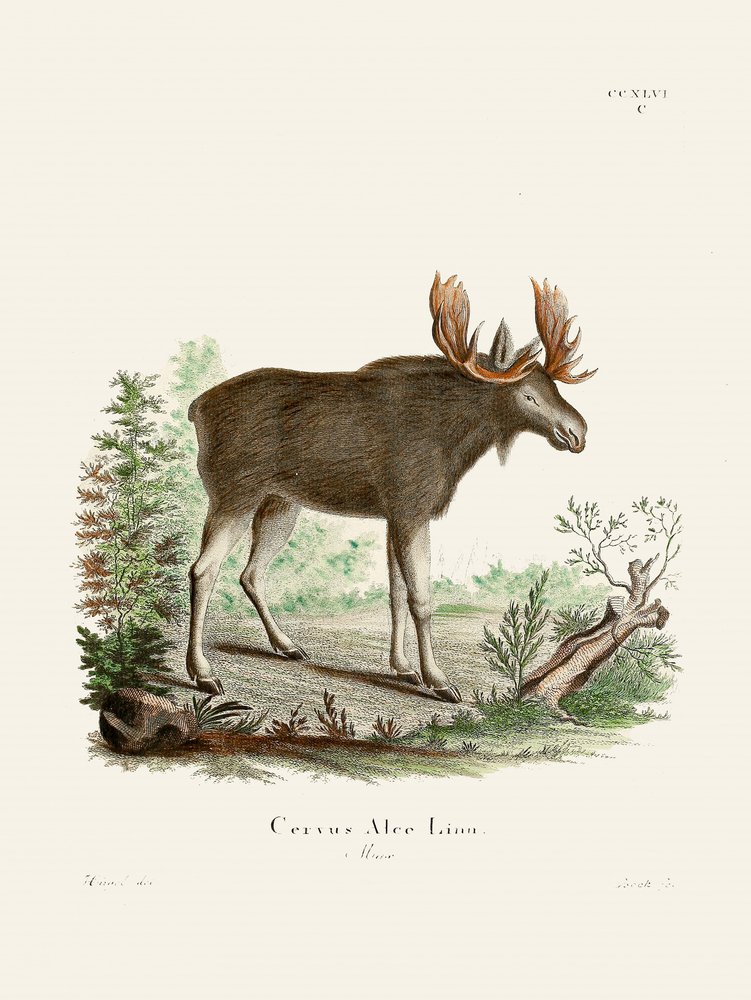 Moose, Johann Christian Daniel von Schreber műve. alkotó: Johann Christian Daniel Von Schreber