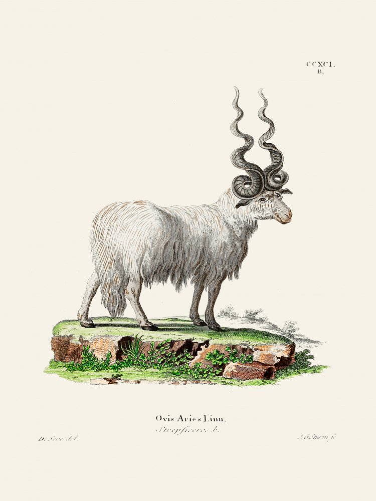 Ovis Aries, Johann Andreas Wagener és Johann Christian Daniel Von Schreber műve. alkotó: Johann Christian Daniel Von Schreber