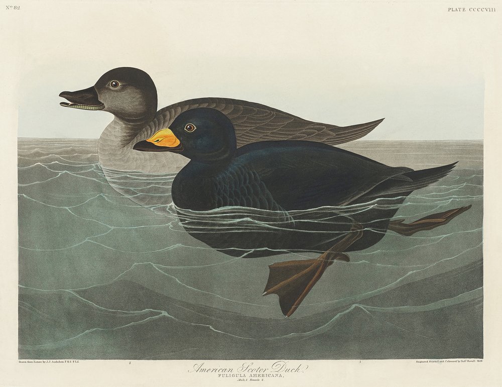  alkotó: John James Audubon