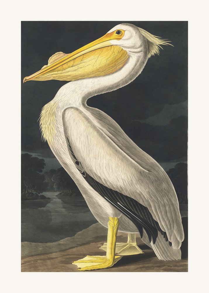  alkotó: John James Audubon