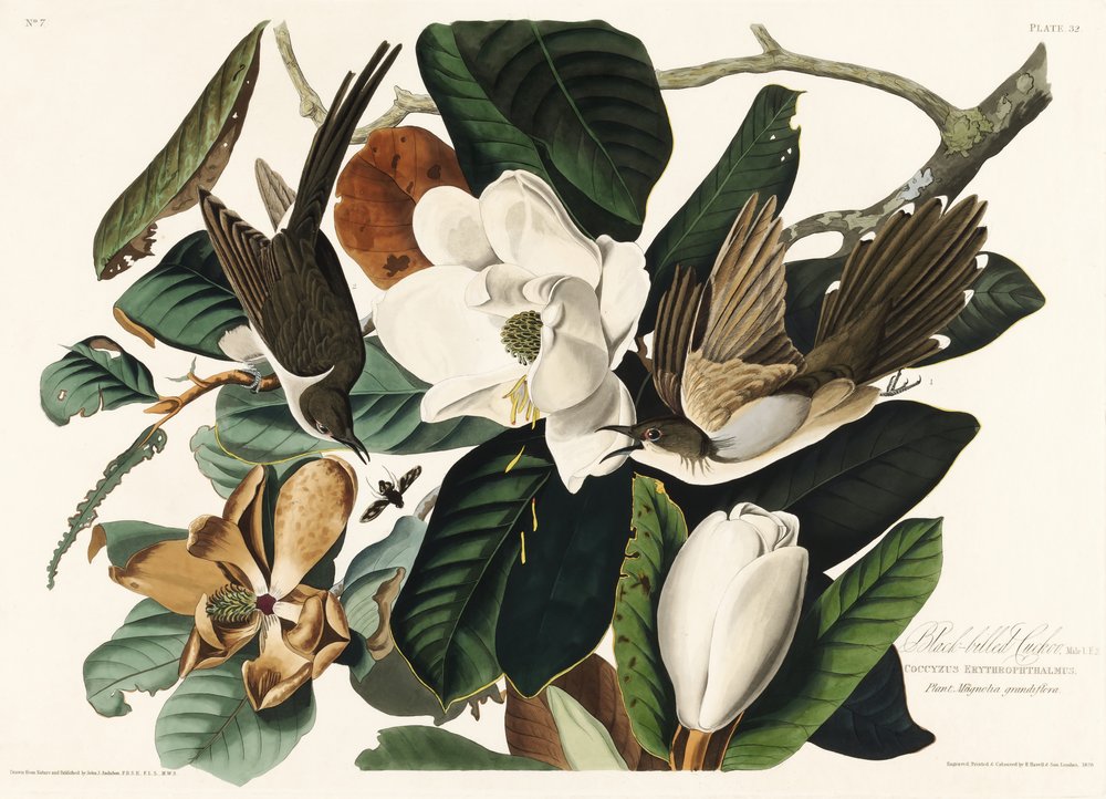  alkotó: John James Audubon