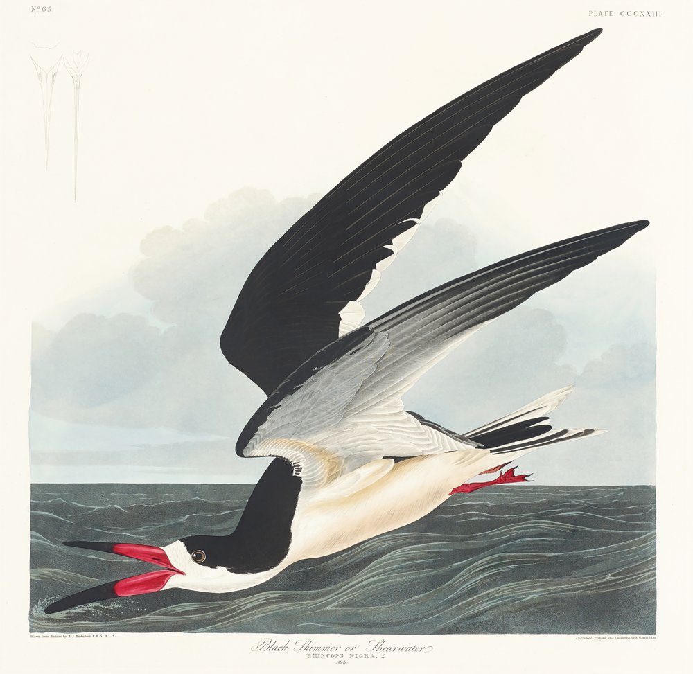  alkotó: John James Audubon