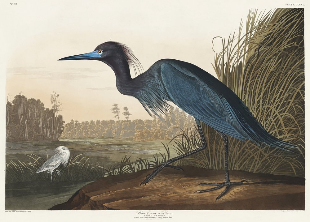  alkotó: John James Audubon