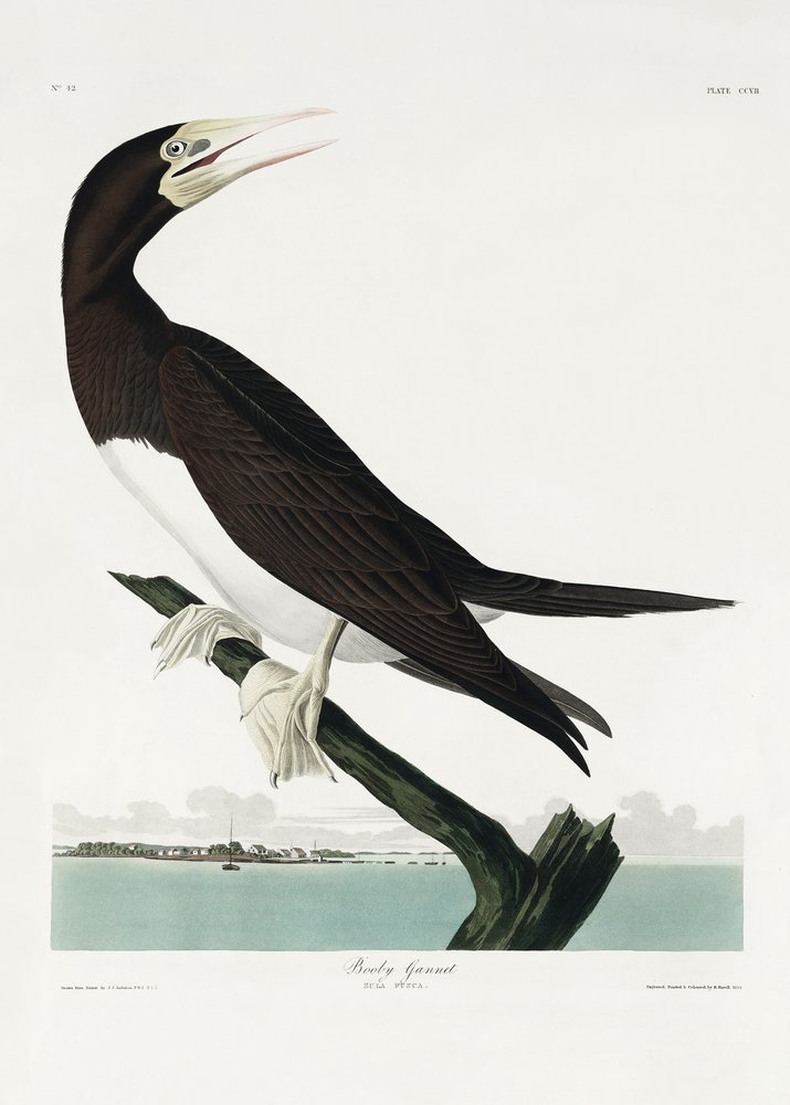  alkotó: John James Audubon