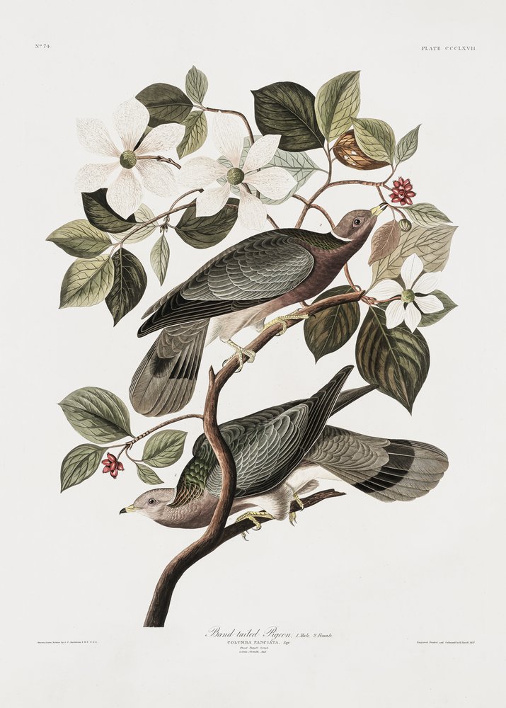  alkotó: John James Audubon