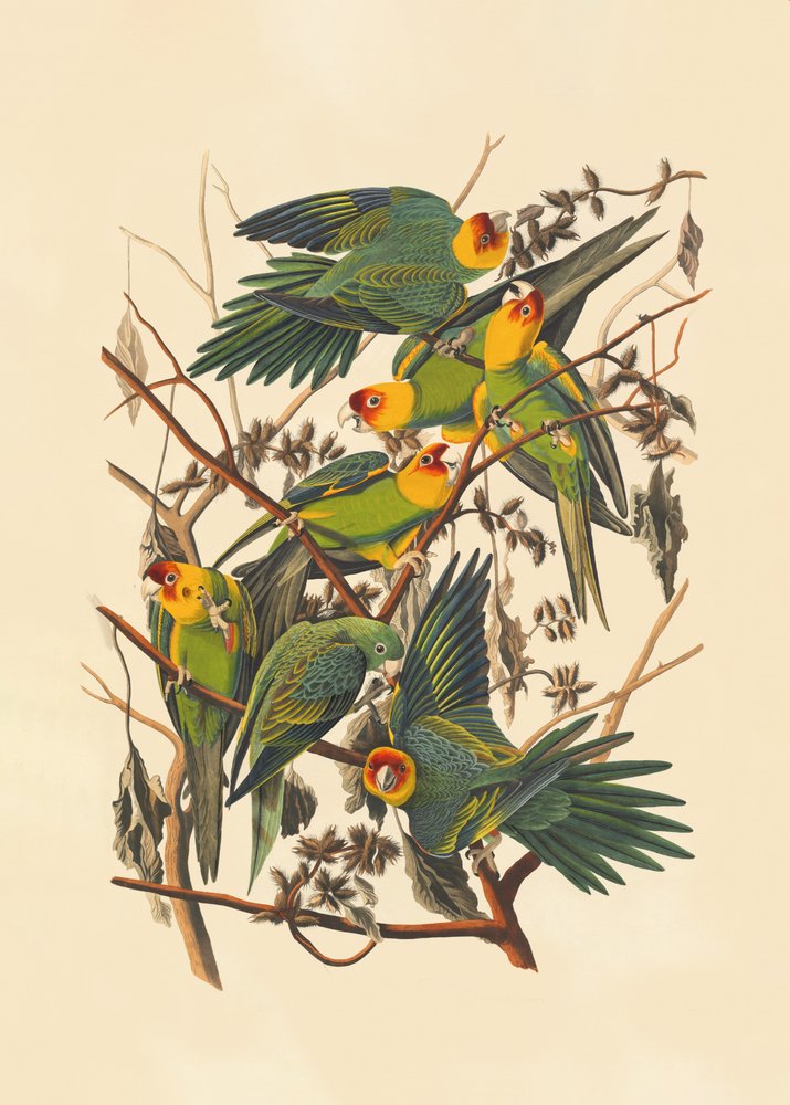 Karolina-papagáj alkotó: John James Audubon