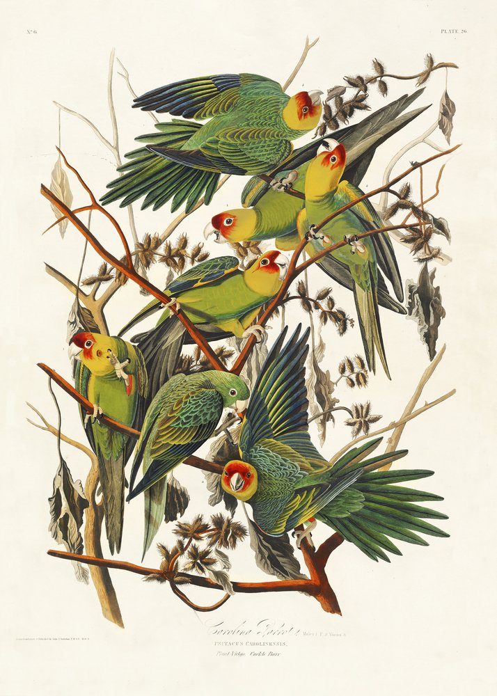  alkotó: John James Audubon
