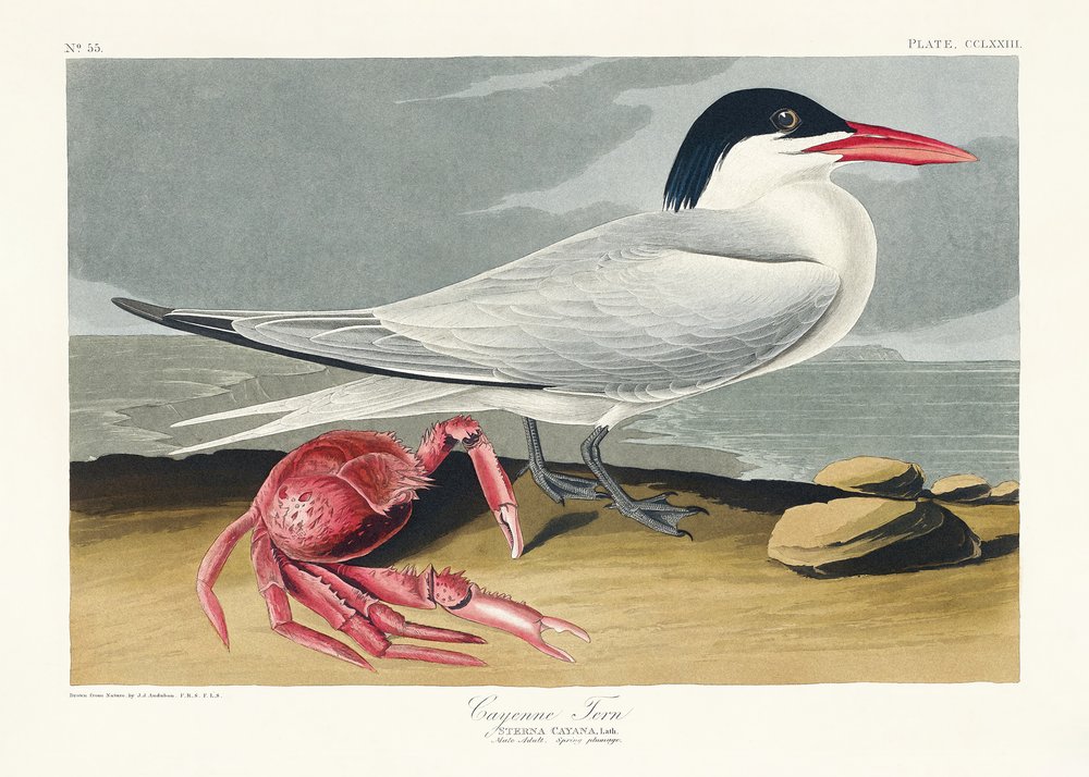  alkotó: John James Audubon