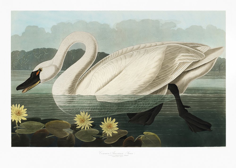  alkotó: John James Audubon