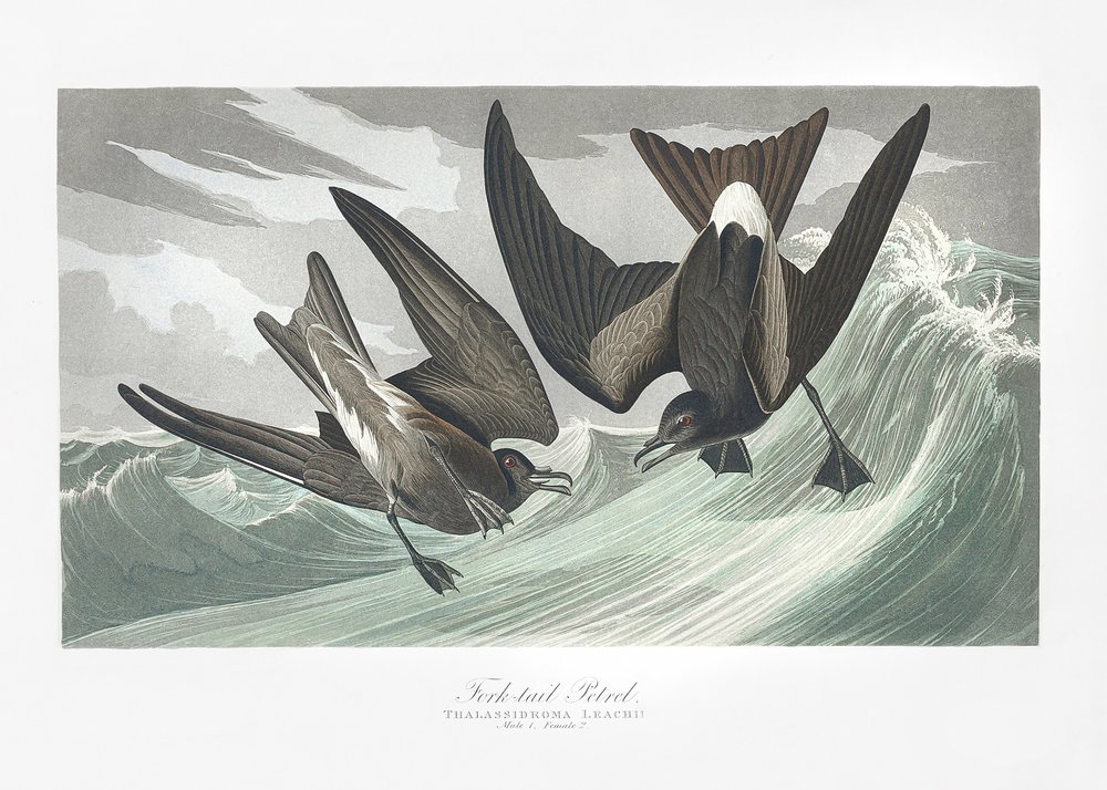  alkotó: John James Audubon