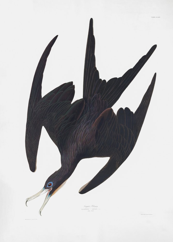  alkotó: John James Audubon