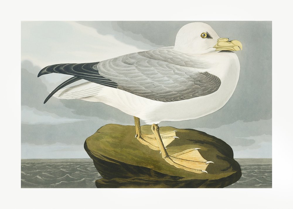  alkotó: John James Audubon