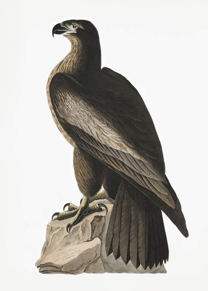  alkotó: John James Audubon