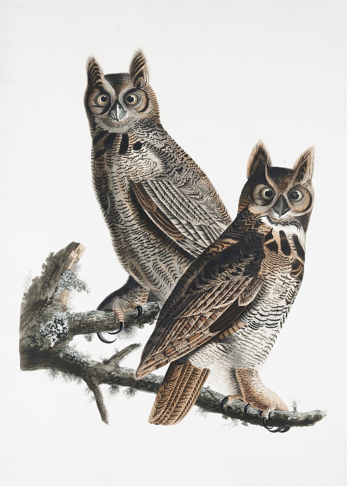  alkotó: John James Audubon