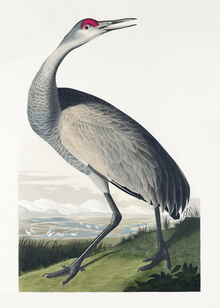  alkotó: John James Audubon