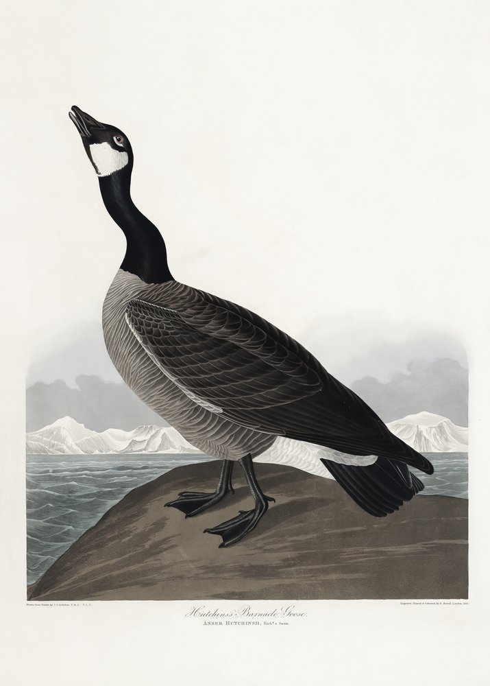  alkotó: John James Audubon