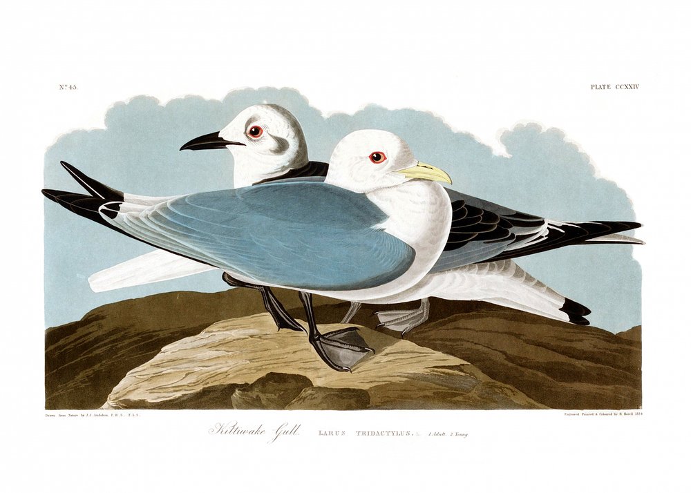 Háromujjú sirály alkotó: John James Audubon