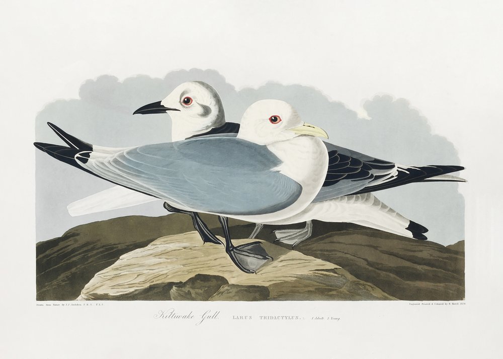  alkotó: John James Audubon