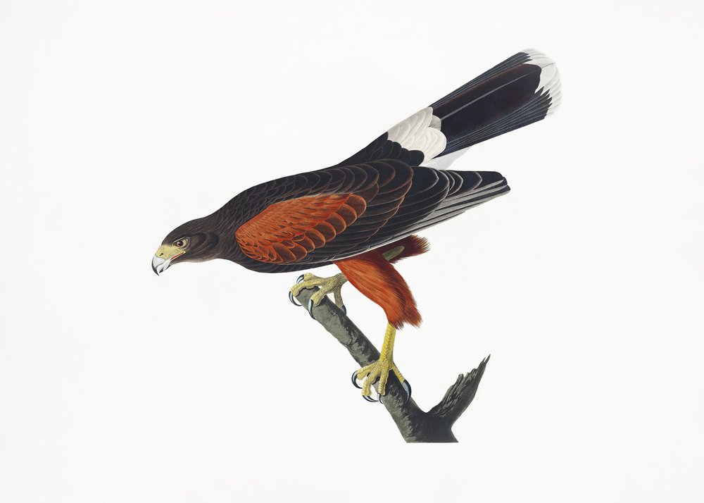  alkotó: John James Audubon
