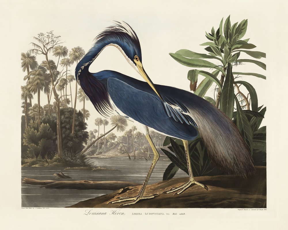  alkotó: John James Audubon