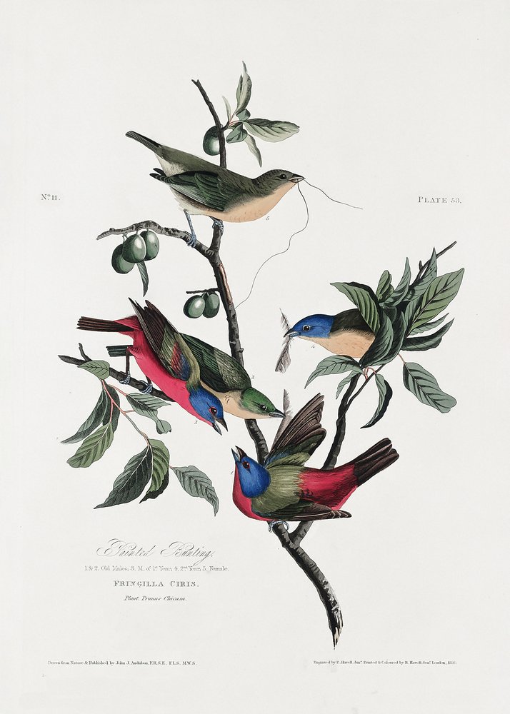  alkotó: John James Audubon