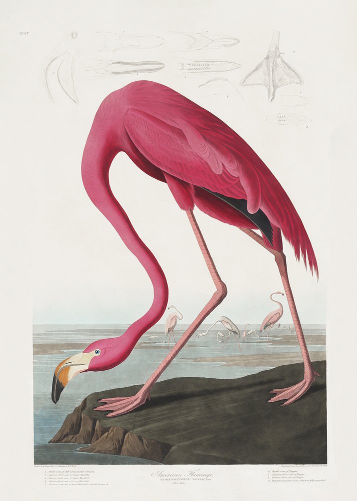  alkotó: John James Audubon