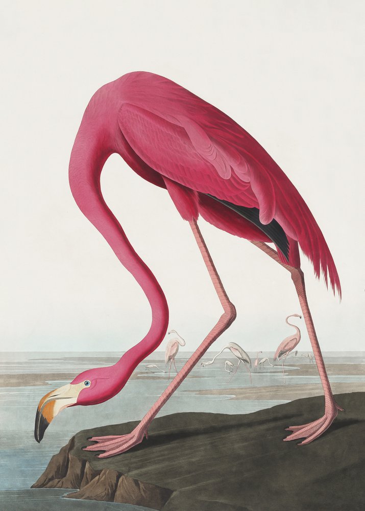 alkotó: John James Audubon