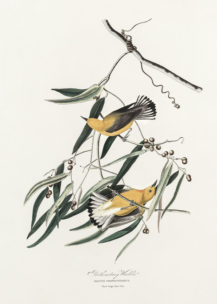  alkotó: John James Audubon