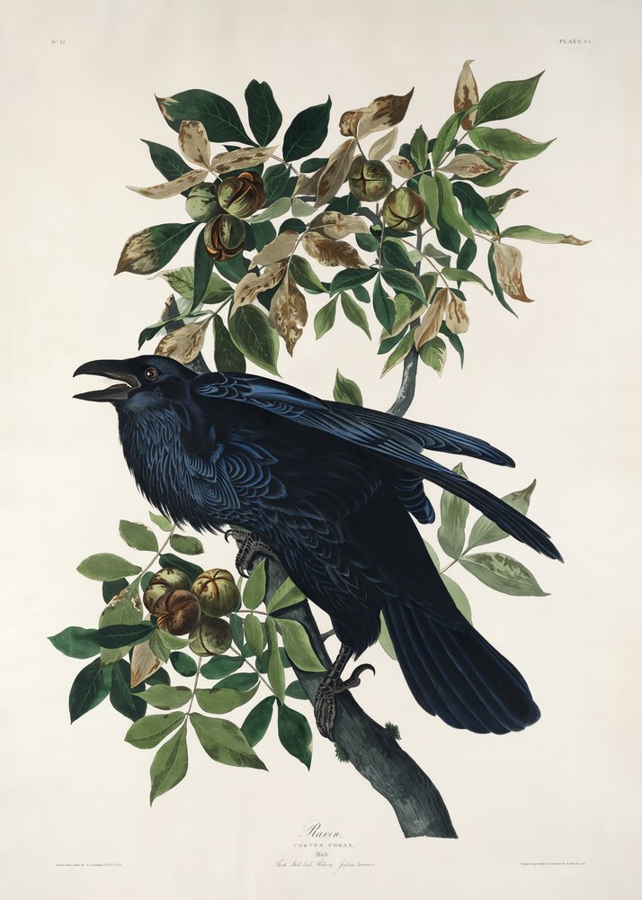  alkotó: John James Audubon