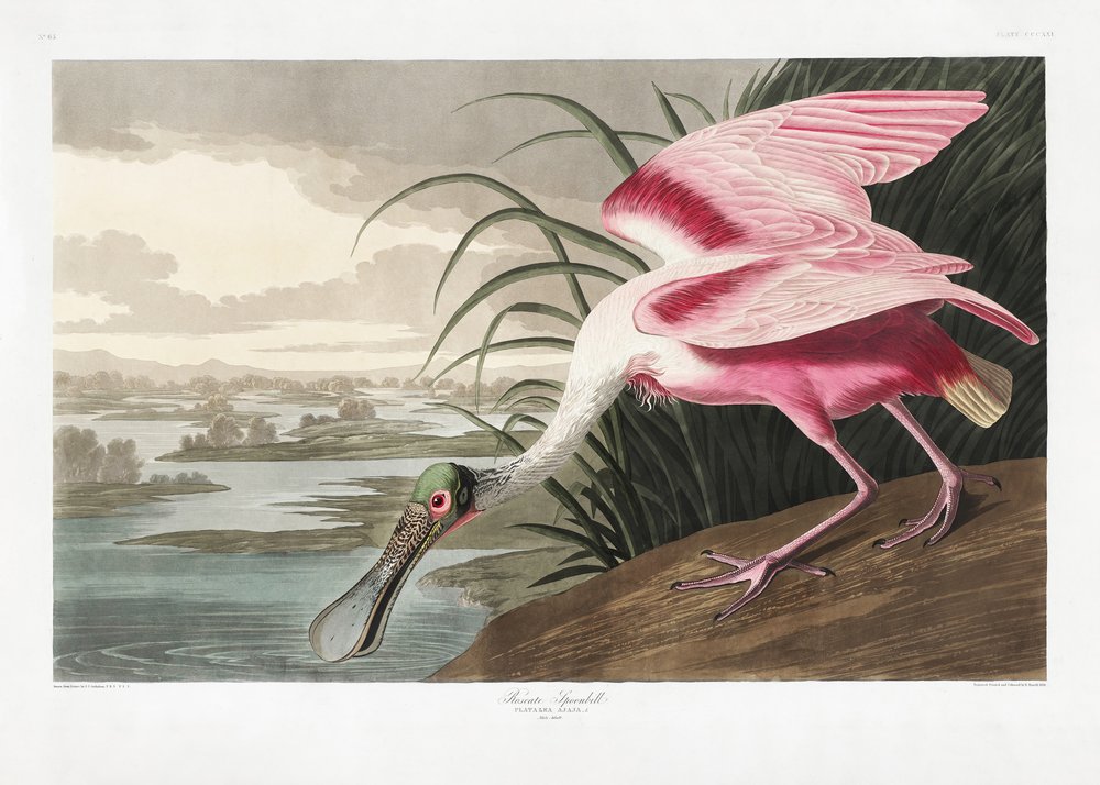  alkotó: John James Audubon