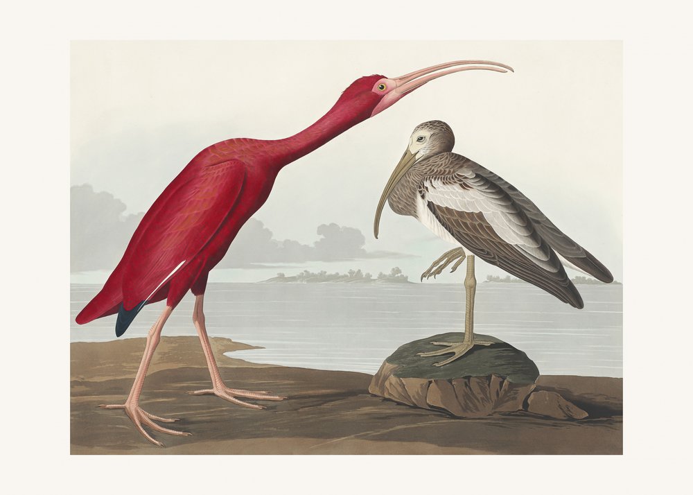  alkotó: John James Audubon