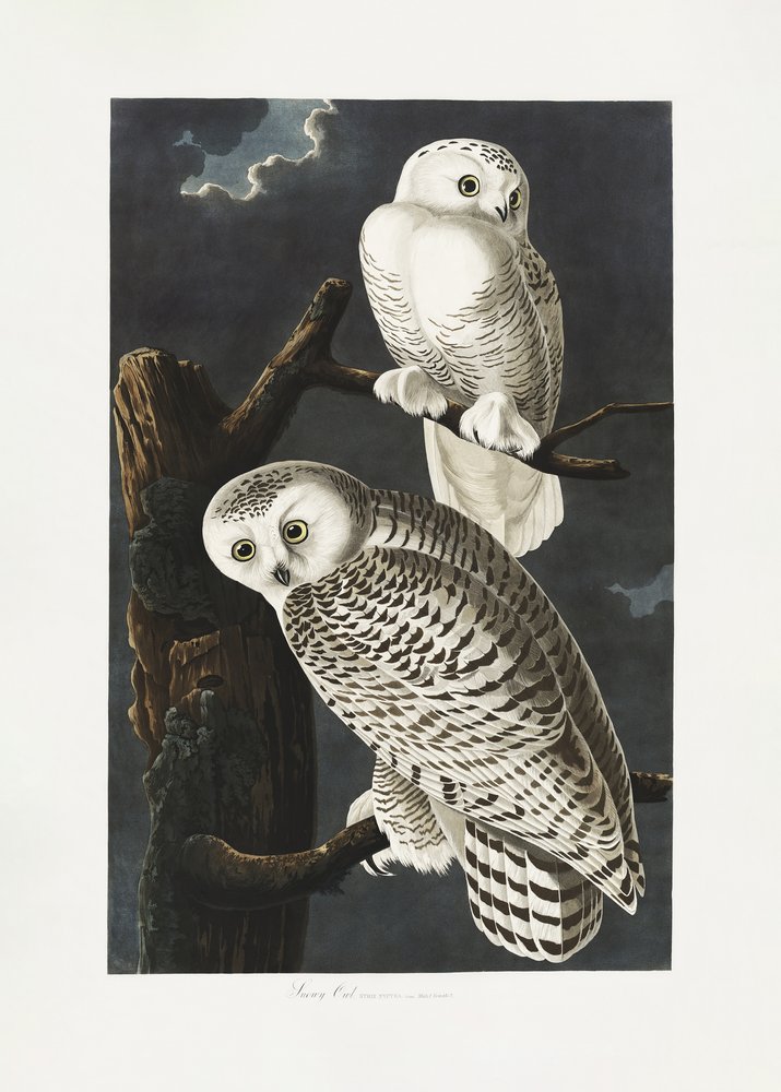  alkotó: John James Audubon