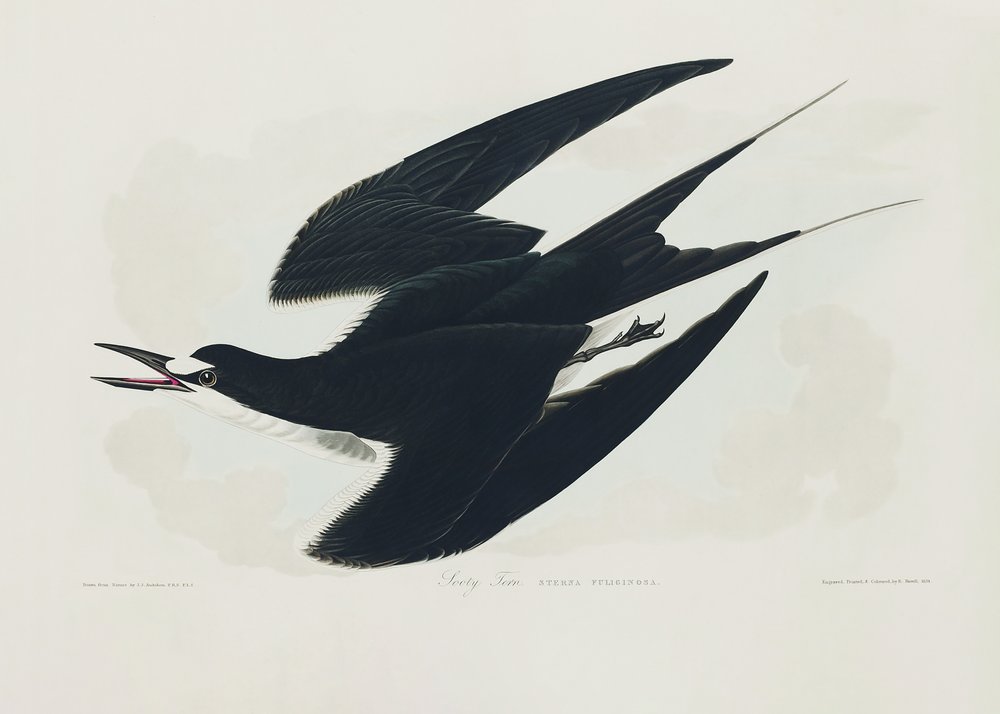  alkotó: John James Audubon
