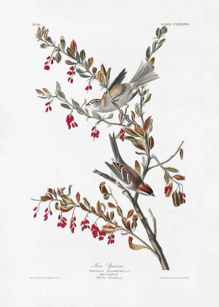  alkotó: John James Audubon