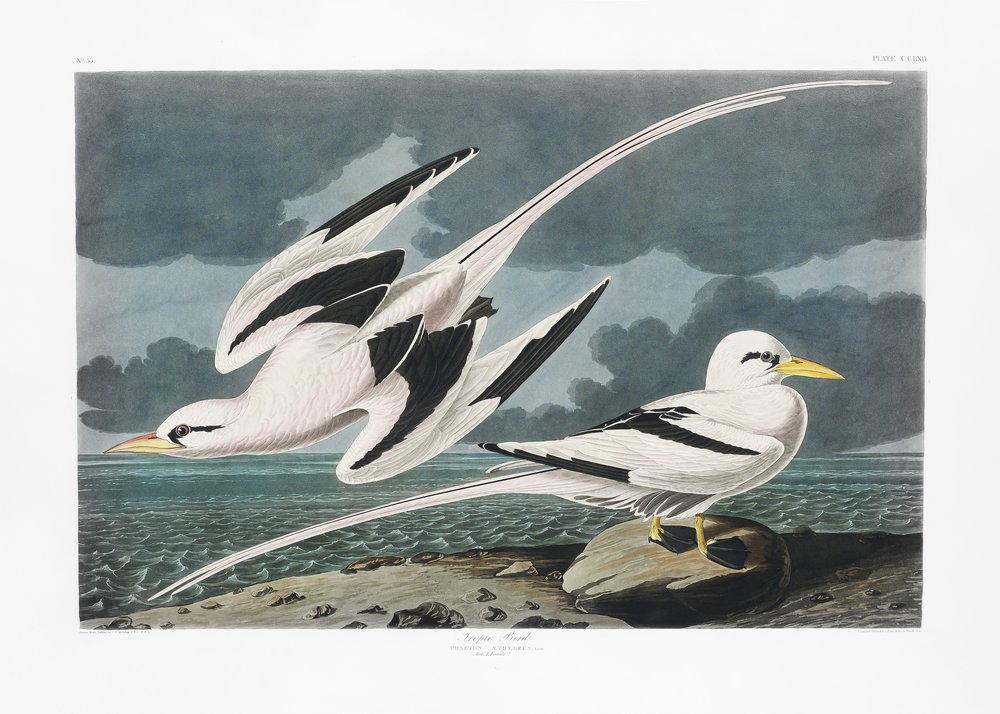  alkotó: John James Audubon