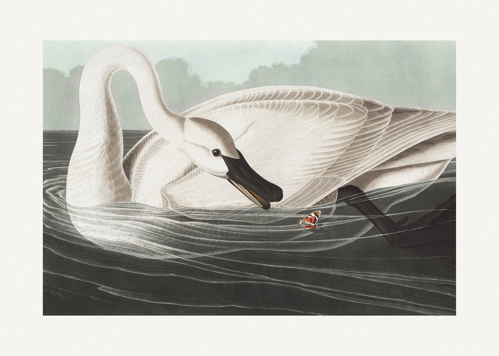  alkotó: John James Audubon