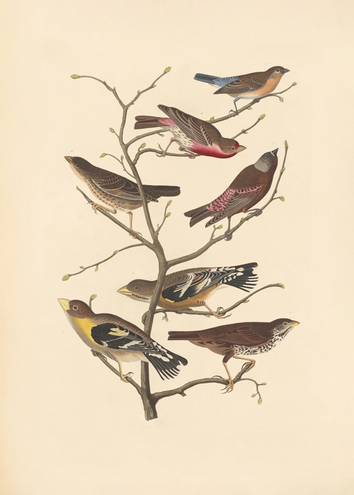Lazuli pinty alkotó: John James Audubon/ Rob Havell