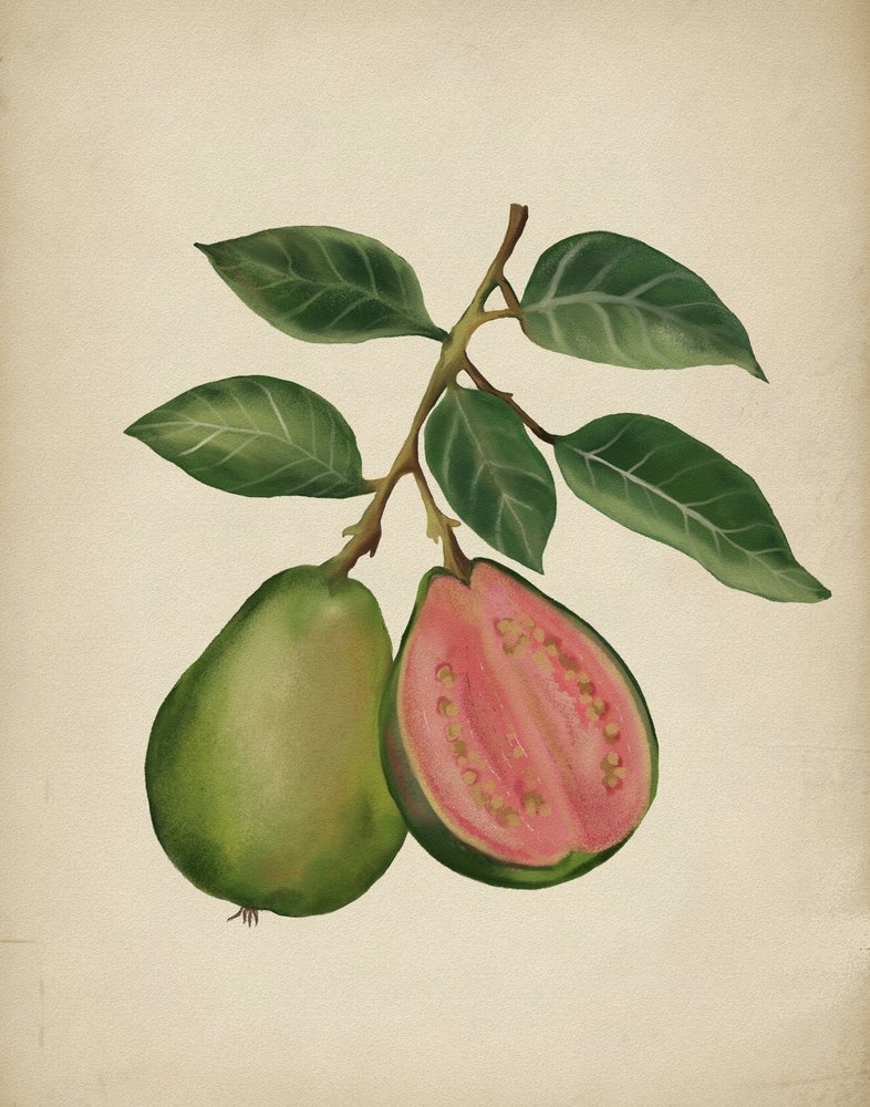 Friss guava növényi alkotó: Josie George