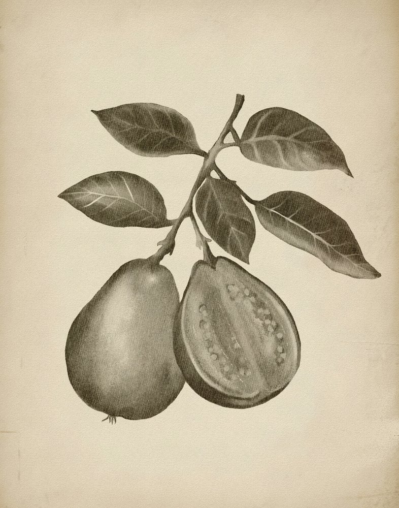 A guava botanikai vizsgálata alkotó: Josie George