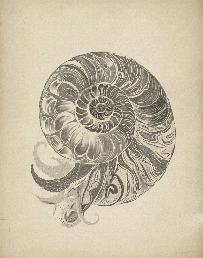 Bonyolult nautilus-spirál alkotó: Josie George