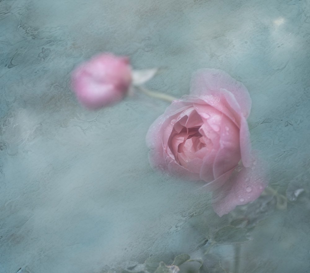 Álomszerű rózsaszín rózsák alkotó: Judy Tseng