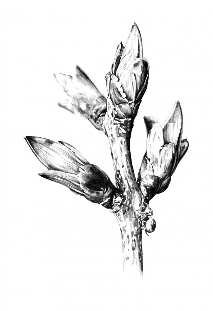  alkotó: Kulik