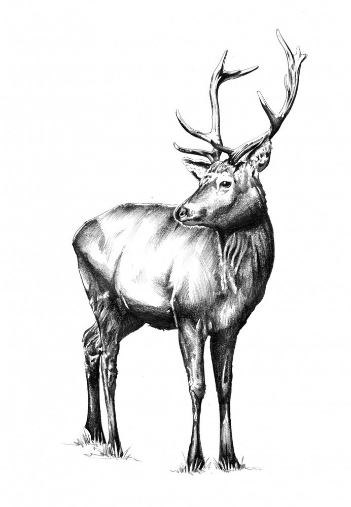  alkotó: Kulik