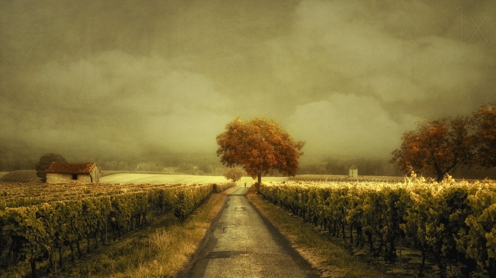 Őszi szőlőültetvény-út alkotó: Lars van de Goor †