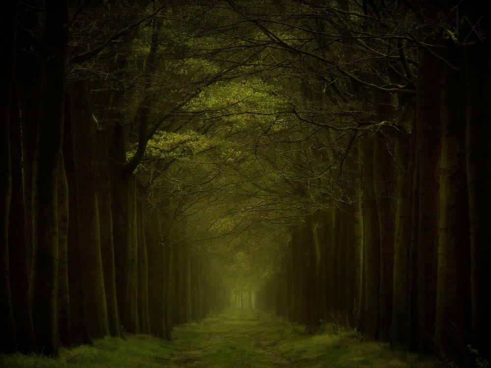 A sötét erdő ösvénye alkotó: Lars van de Goor †